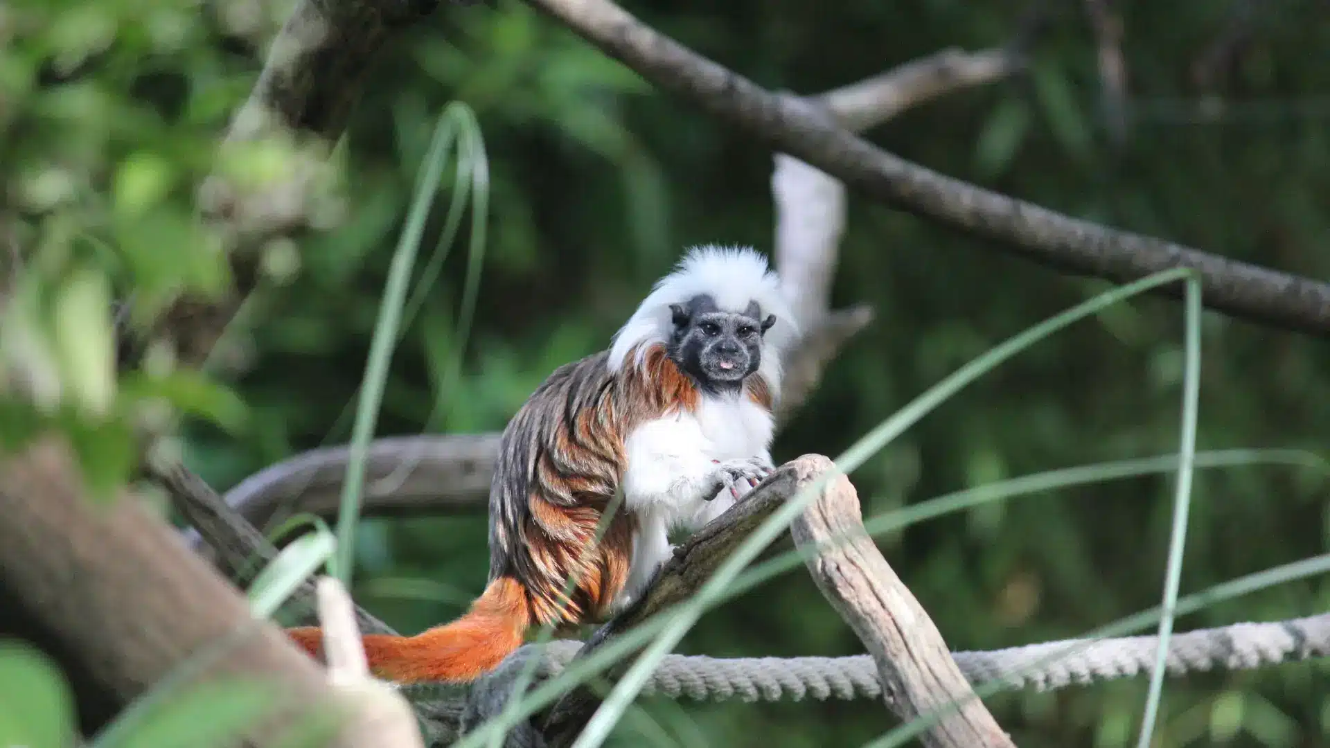Tierwelt Herberstein